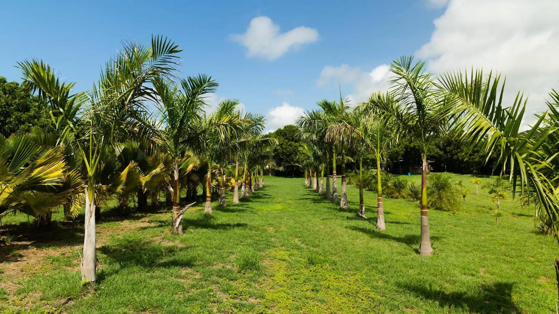 Villa Pitahaya Retreat - Cozy Glamping Escape à Cabo Rojo 0*,