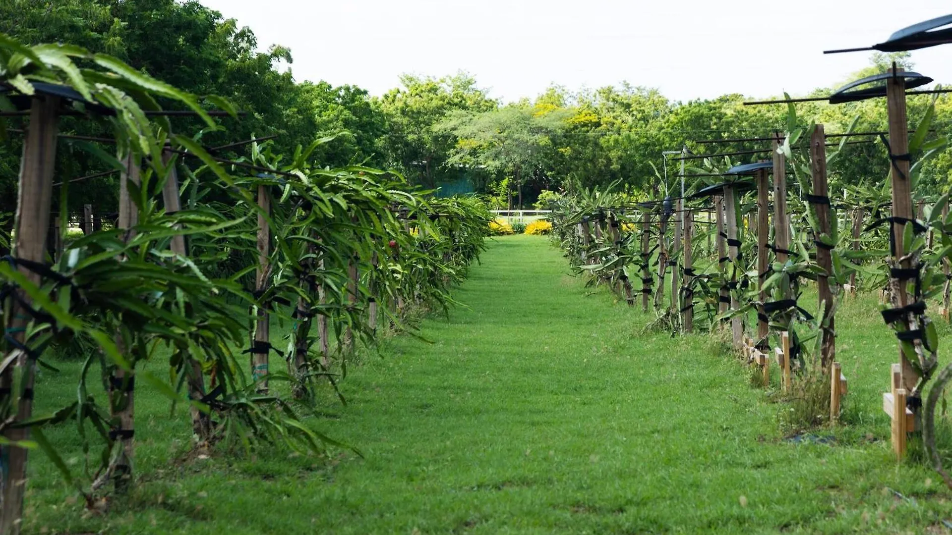Villa Pitahaya Retreat - Cozy Glamping Escape à Cabo Rojo Porto Rico